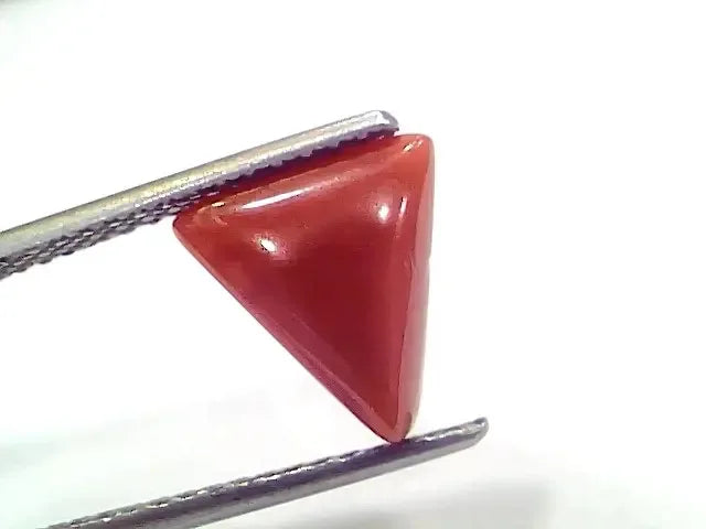 2.81 Ct 3.08 Ratti Natural Italian Triangle Red Coral Moonga Gemstone - Venus Gems