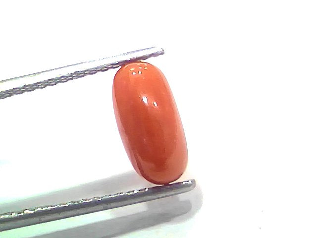 2.75 Ct 3.02 Ratti Natural Untreated Italian Red Coral Moonga Gemstone