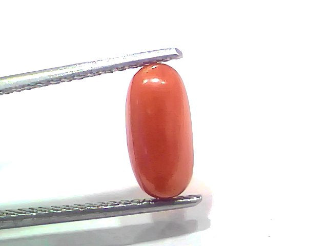 2.75 Ct 3.02 Ratti Natural Untreated Italian Red Coral Moonga Gemstone