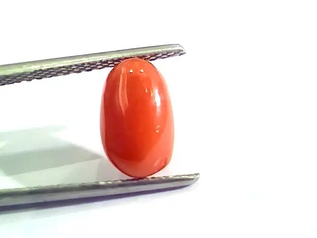2.76 Ct 4.5 Ratti Natural Italian Red Coral Moonga Gemstone AAAA