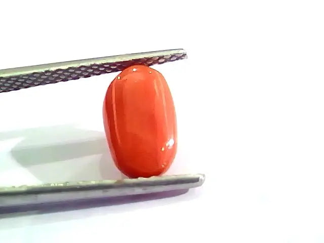2.76 Ct 4.5 Ratti Natural Italian Red Coral Moonga Gemstone AAAA