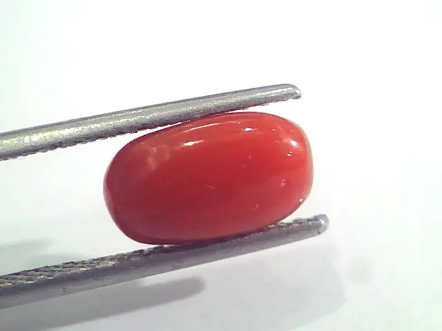 2.78 Ct 4.6 Ratti Natural Italian Red Coral Moonga Gemstone AAAA