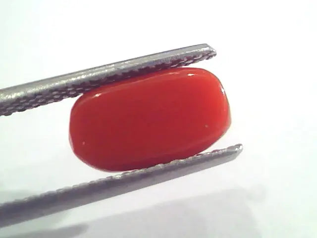 2.78 Ct 4.6 Ratti Natural Italian Red Coral Moonga Gemstone AAAA