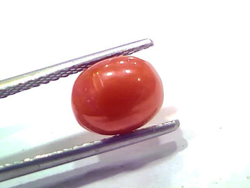 2.79 Ct 3.06 Ratti Natural Untreated Italian Red Coral Moonga AAAAA