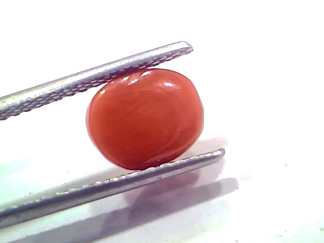 2.79 Ct 3.06 Ratti Natural Untreated Italian Red Coral Moonga AAAAA