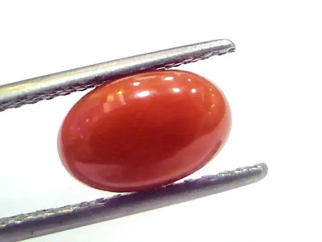 2.83 Ct 3.10 Ratti Natural Untreated Italian Red Coral Moonga Gems