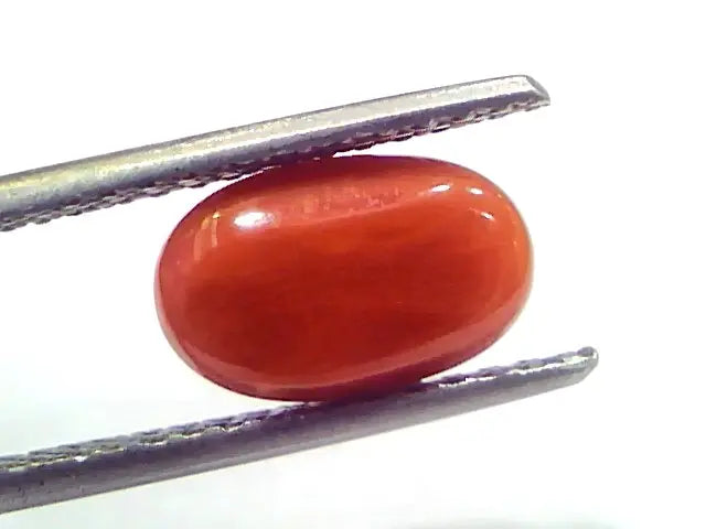 2.83 Ct 3.10 Ratti Natural Untreated Italian Red Coral Moonga Gems
