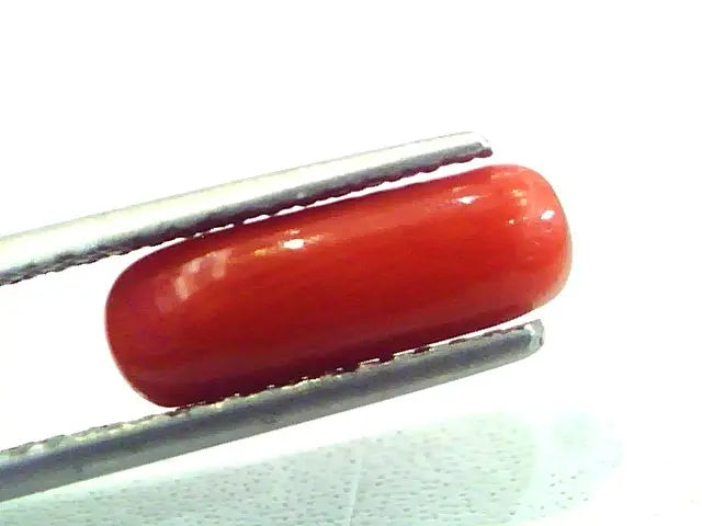 2.81 Carat Natural Italian Red Coral Moonga Gemstone