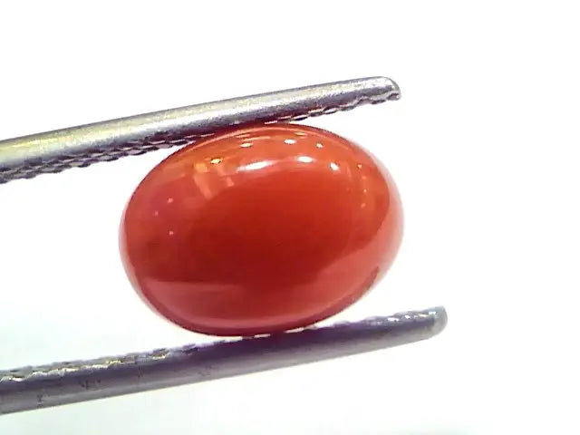 2.87 Ct 4.8 Ratti Natural Untreated Italian Red Coral Moonga Gems