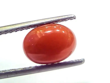 2.87 Ct 4.8 Ratti Natural Untreated Italian Red Coral Moonga Gems