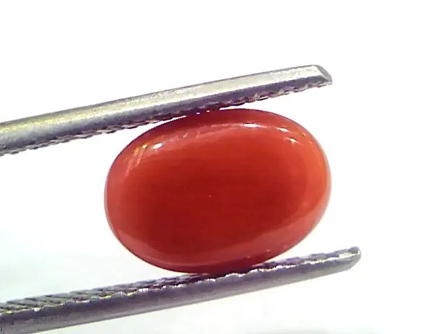 2.87 Ct 4.8 Ratti Natural Untreated Italian Red Coral Moonga Gems