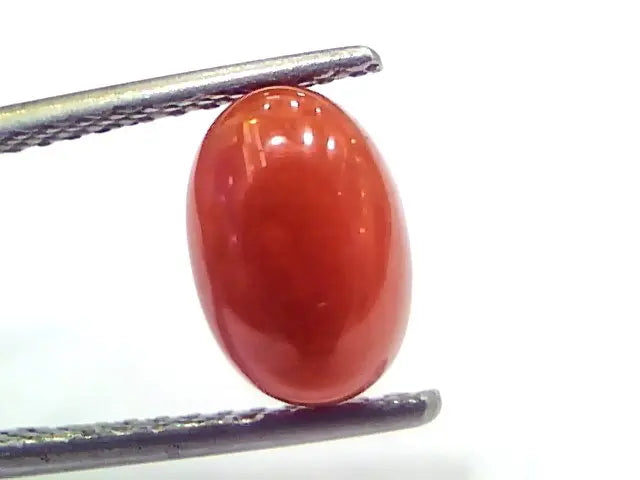 2.88 Ct 4.8 Ratti Natural Untreated Italian Red Coral Moonga Gems