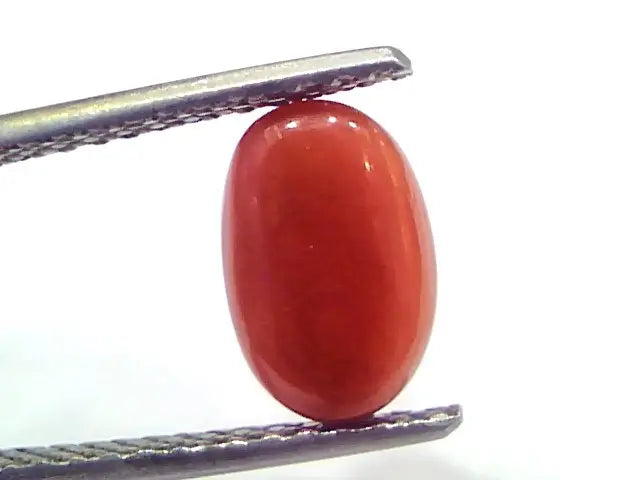 2.88 Ct 4.8 Ratti Natural Untreated Italian Red Coral Moonga Gems