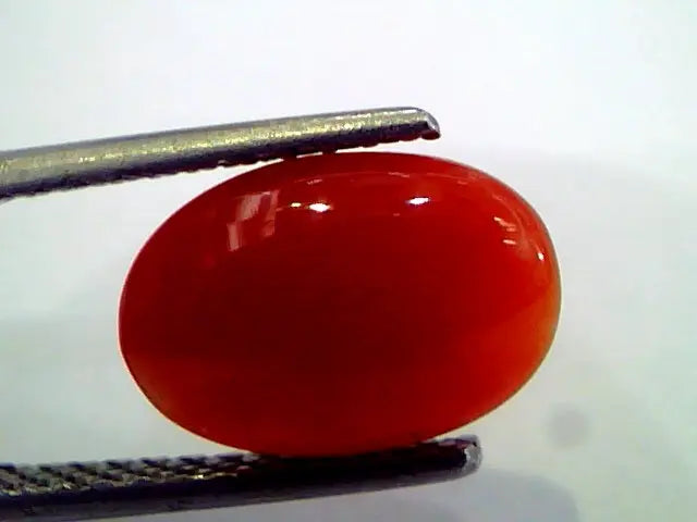 2.86 Ct Top Grade Premium Untreated Natural Japan Red Coral Gemstone