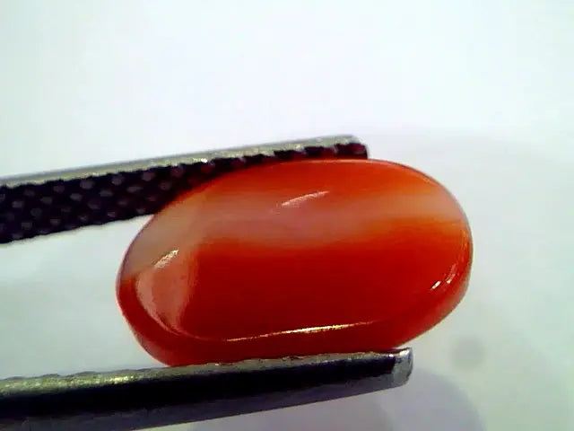2.86 Ct Top Grade Premium Untreated Natural Japan Red Coral Gemstone