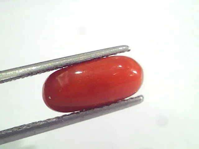 2.91 Ct 4.8 Ratti Natural Italian Red Coral Moonga Gemstone AAAA