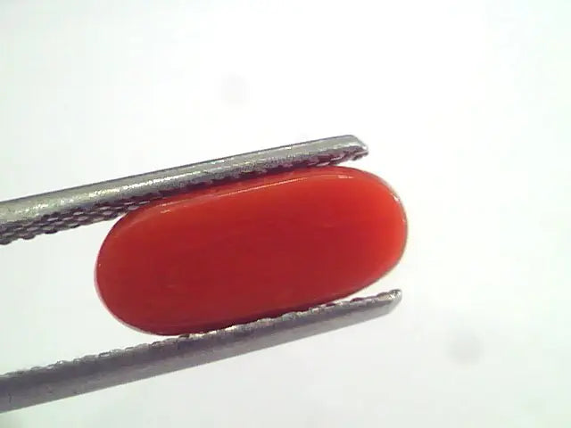 2.91 Ct 4.8 Ratti Natural Italian Red Coral Moonga Gemstone AAAA