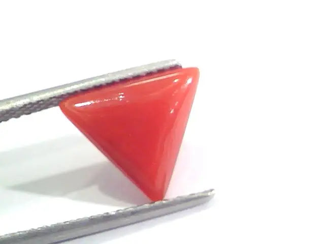 2.93 Ct 4.8 Ratti Natural Italian Triangle Red Coral Moonga Gemstone