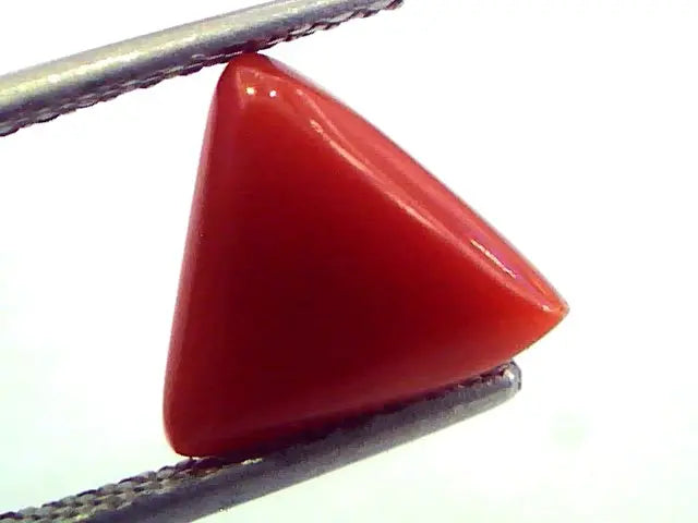 2.90 Carat Natural Italian Triangle Red Coral Moonga Gemstone