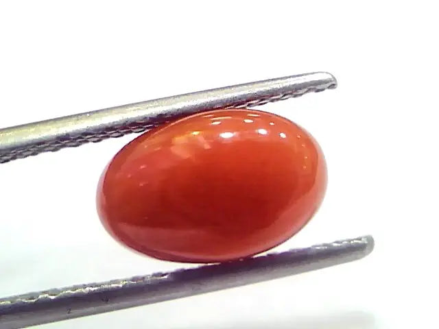 2.93 Ct 4.9 Ratti Natural Untreated Italian Red Coral Moonga Gems