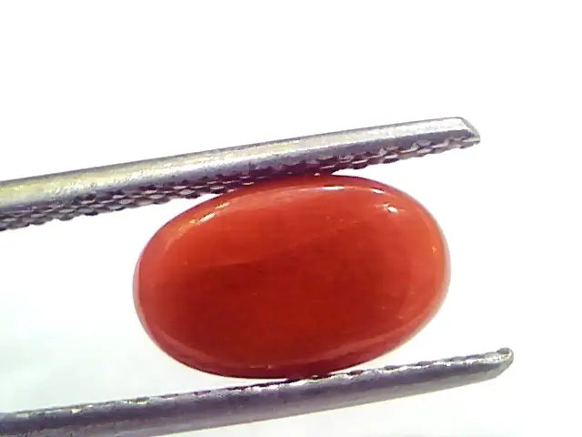 2.93 Ct 4.9 Ratti Natural Untreated Italian Red Coral Moonga Gems