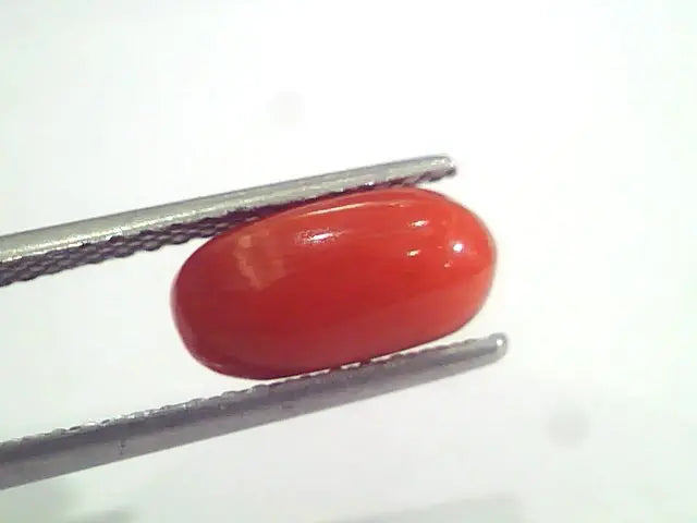 2.94 Ct 4.85 Ratti Natural Italian Red Coral Moonga Gemstone AAAA