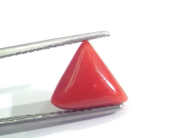 2.95 Ct 4.8 Ratti Natural Italian Triangle Red Coral Moonga Gemstone