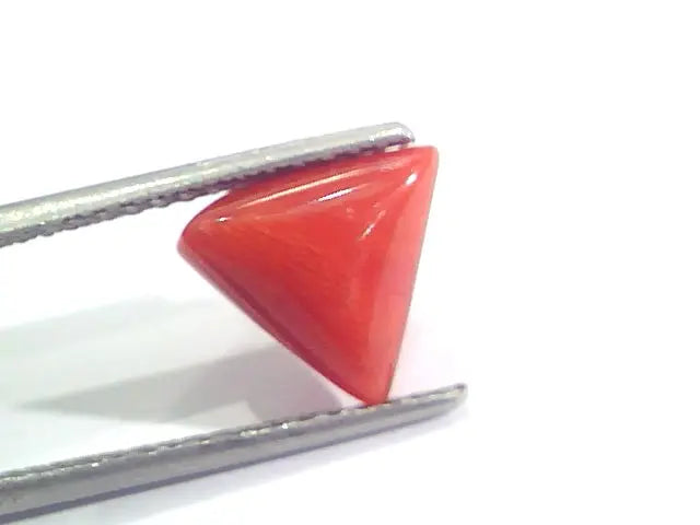 2.95 Ct 4.8 Ratti Natural Italian Triangle Red Coral Moonga Gemstone