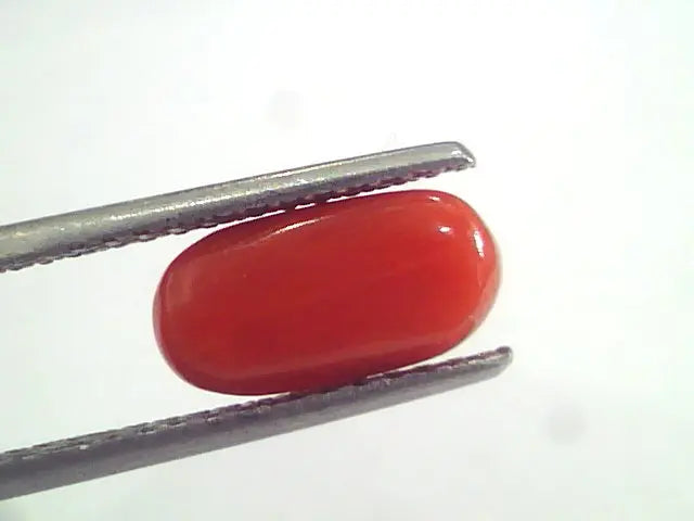 2.94 Ct 4.85 Ratti Natural Italian Red Coral Moonga Gemstone AAAA