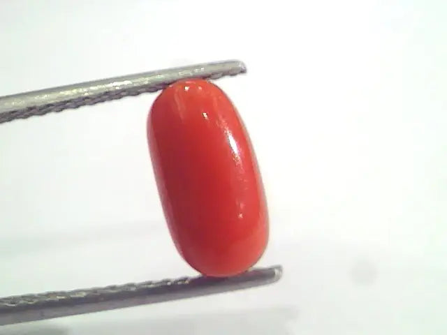 2.95 Ct 4.9 Ratti Natural Italian Red Coral Moonga Gemstone AAAA
