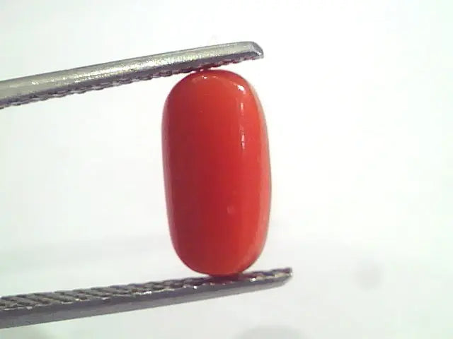2.95 Ct 4.9 Ratti Natural Italian Red Coral Moonga Gemstone AAAA