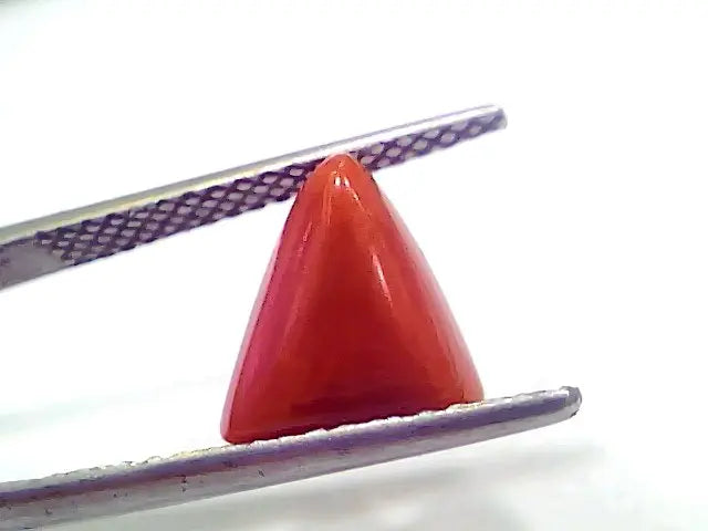 3.03 Ct 5.05 Ratti Natural Italian Triangle Red Coral Moonga Gemstone