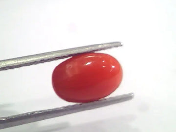 2.96 Ct 4.9 Ratti Natural Italian Red Coral Moonga Gemstone AAAA
