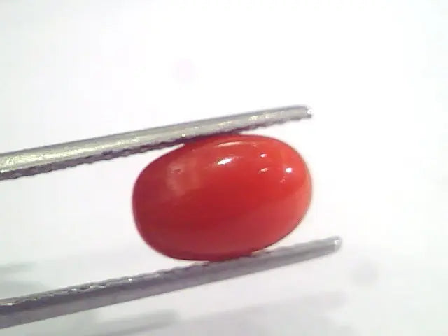 2.96 Ct 4.9 Ratti Natural Italian Red Coral Moonga Gemstone AAAA
