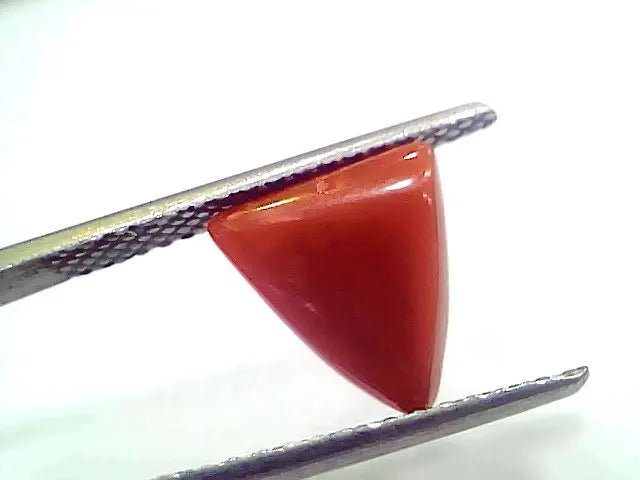 3.03 Ct 5.05 Ratti Natural Italian Triangle Red Coral Moonga Gemstone
