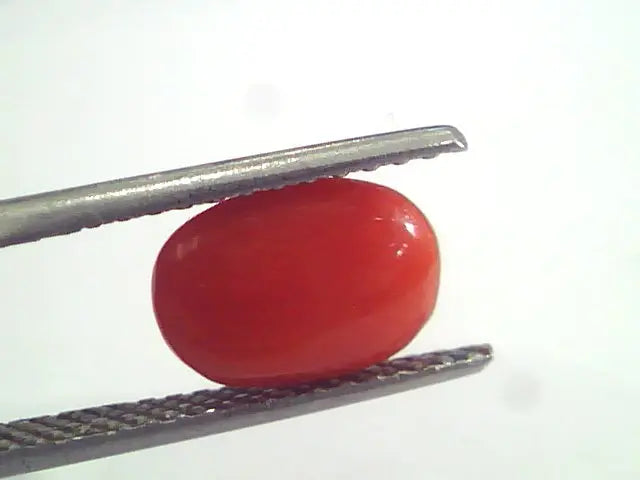 2.96 Ct 4.9 Ratti Natural Italian Red Coral Moonga Gemstone AAAA