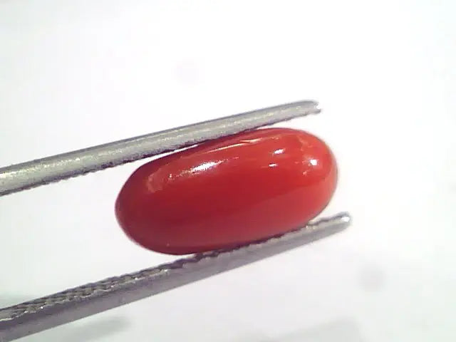 2.97 Ct 4.9 Ratti Natural Italian Red Coral Moonga Gemstone AAAA