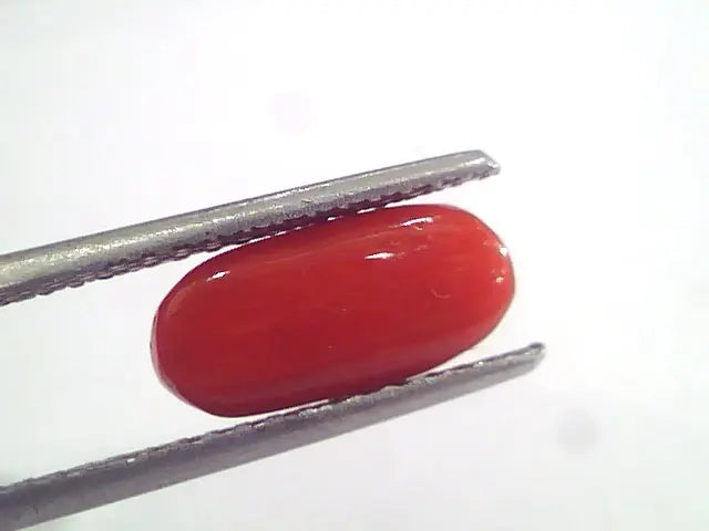 2.97 Ct 4.9 Ratti Natural Italian Red Coral Moonga Gemstone AAAA