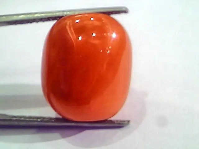 Huge 21.36 Ct Untreated Natural Italian Red Coral Gemstones AAA