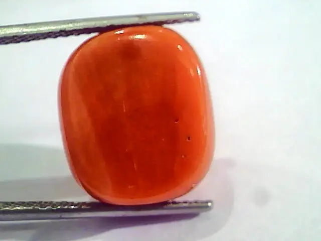 Huge 21.36 Ct Untreated Natural Italian Red Coral Gemstones AAA