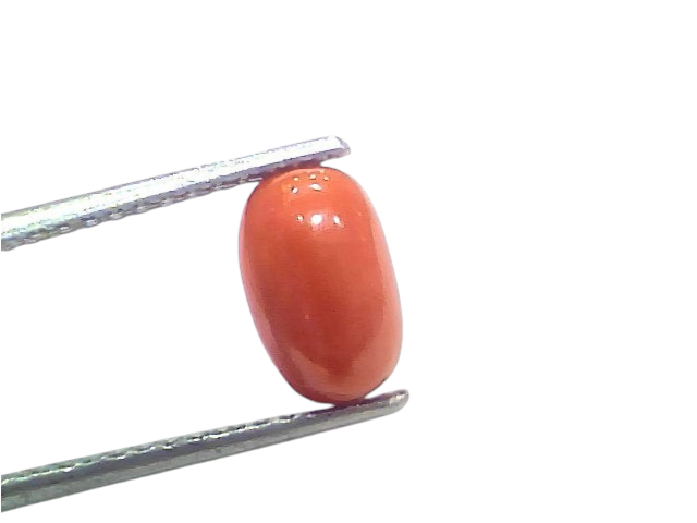 Natural untreated Italian red coral gemstone, 2.75 Ct, 3.03 Ratti, displayed with tweezers against a white background.