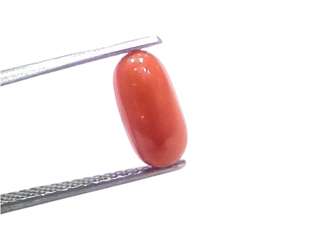 Natural untreated Italian red coral gemstone, 2.76 Ct, oval shape, held with tweezers against a white background.