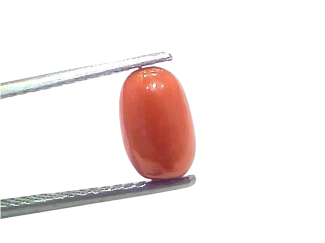 Natural untreated Italian red coral gemstone, 2.75 Ct, 3.03 Ratti, displayed with tweezers against a white background.