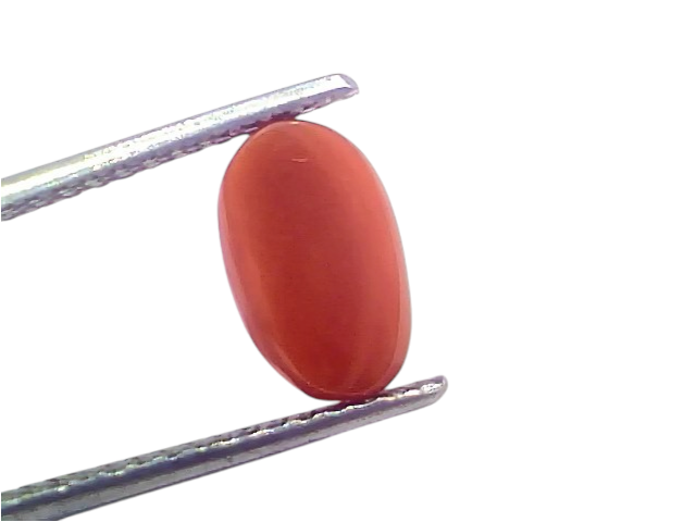 Natural untreated Italian red coral gemstone, 2.73 Ct, 3.00 Ratti, smooth oval shape, vibrant orange-red color.