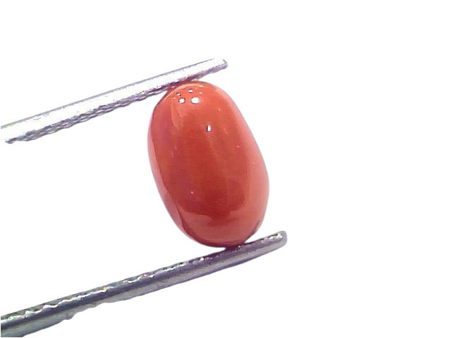 Natural untreated Italian red coral gemstone, 2.73 Ct, 3.00 Ratti, smooth oval shape, vibrant orange-red color.