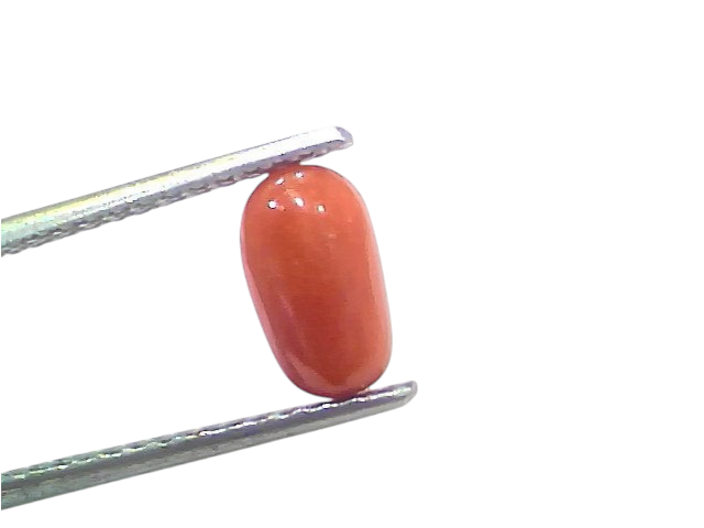 Natural untreated Italian red coral gemstone, 2.02 Ct, displayed with tweezers against a white background.