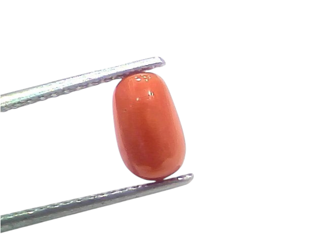 Natural untreated Italian red coral gemstone held with tweezers, showcasing its smooth, oval shape and vibrant orange-red col