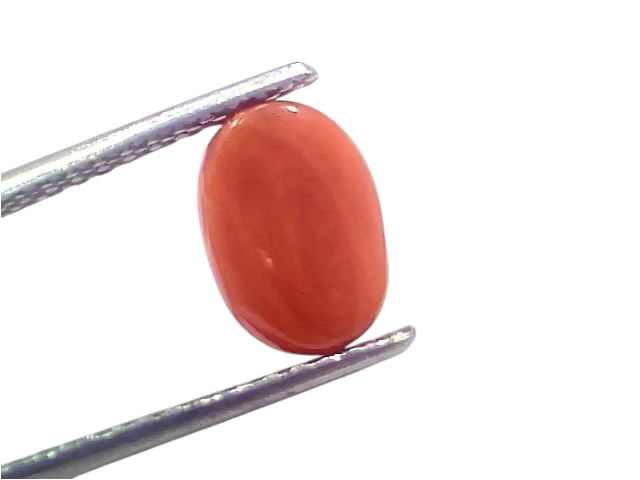 Natural untreated Italian red coral gemstone, 2.65 Ct, oval shape, held with tweezers, vibrant orange-red color.