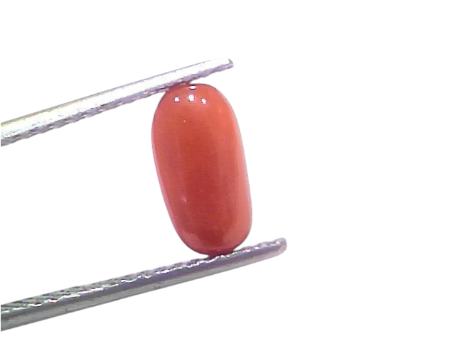 Natural untreated Italian red coral gemstone in oval shape, measuring 2.05 Ct and 2.25 Ratti, held with tweezers.