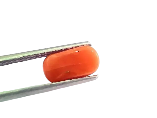2.57 Ct 2.82 Ratti Natural Italian Red Coral Moonga Gemstone AAAA - Venus Gems